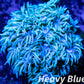 Goniopora Coral - LPS - Frag- Goni WYSIWYG Goniopora Coral - LPS - Frag- Goni WYSIWYG Animals & Pet Supplies Goniopora Coral - LPS - Frag- Goni WYSIWYG Zeo Box Reef