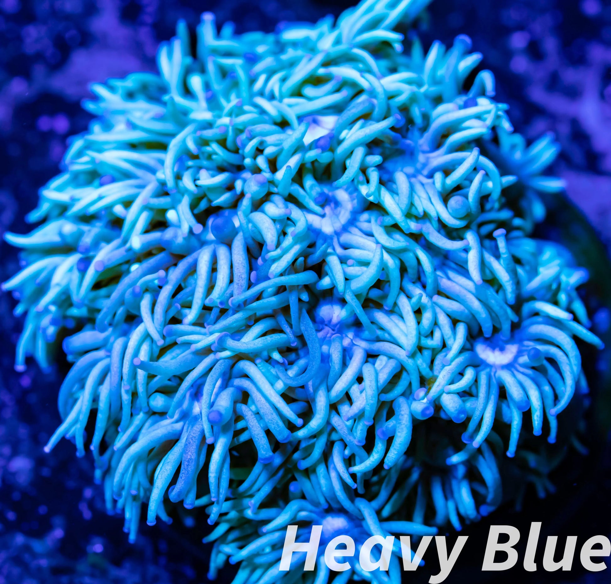 Goniopora Coral - LPS - Frag- Goni WYSIWYG Goniopora Coral - LPS - Frag- Goni WYSIWYG Animals & Pet Supplies Goniopora Coral - LPS - Frag- Goni WYSIWYG Zeo Box Reef