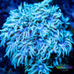 Goniopora Coral - LPS - Frag- Goni WYSIWYG Goniopora Coral - LPS - Frag- Goni WYSIWYG Animals & Pet Supplies Goniopora Coral - LPS - Frag- Goni WYSIWYG Zeo Box Reef