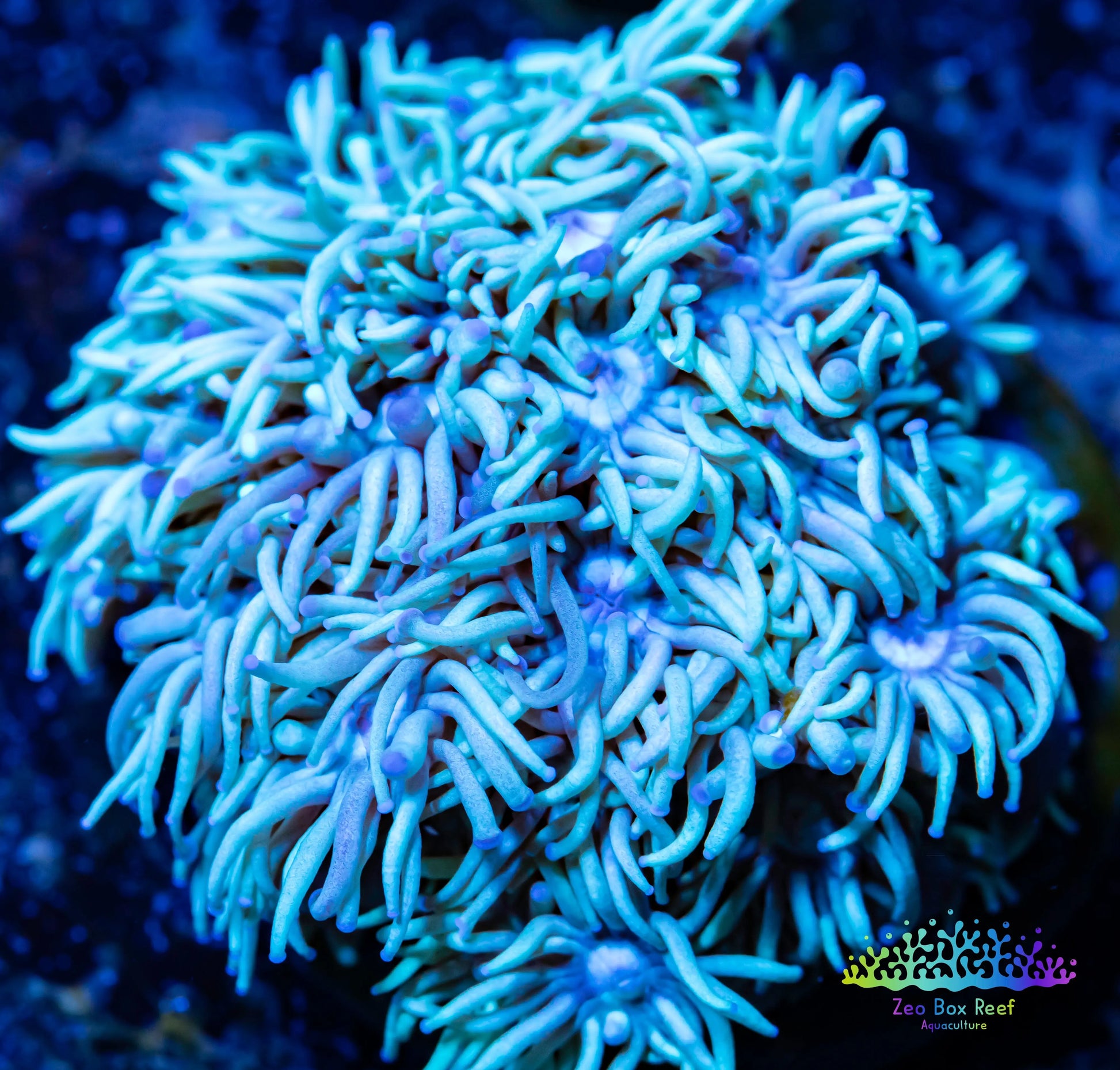 Goniopora Coral - LPS - Frag- Goni WYSIWYG Goniopora Coral - LPS - Frag- Goni WYSIWYG Animals & Pet Supplies Goniopora Coral - LPS - Frag- Goni WYSIWYG Zeo Box Reef