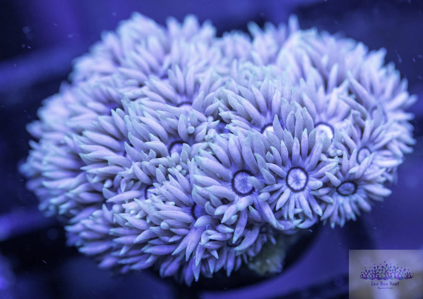 Goniopora Coral - LPS - Frag- Goni Goniopora Coral - LPS - Frag- Goni  Goniopora Coral - LPS - Frag- Goni Zeo Box Reef