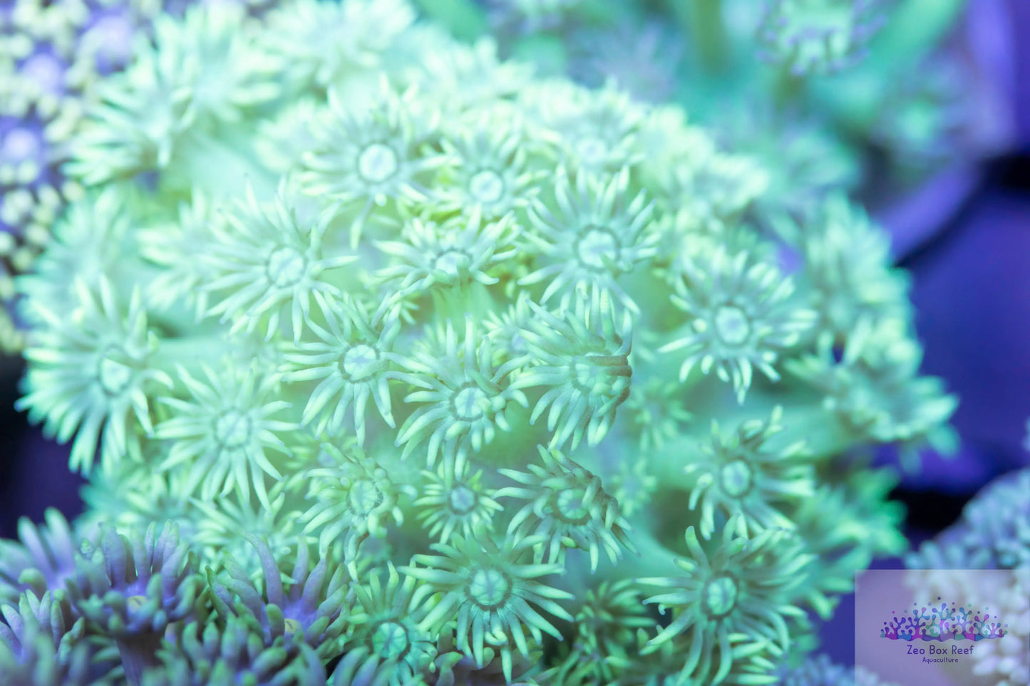 Goniopora Coral - LPS - Frag- Goni Goniopora Coral - LPS - Frag- Goni  Goniopora Coral - LPS - Frag- Goni Zeo Box Reef
