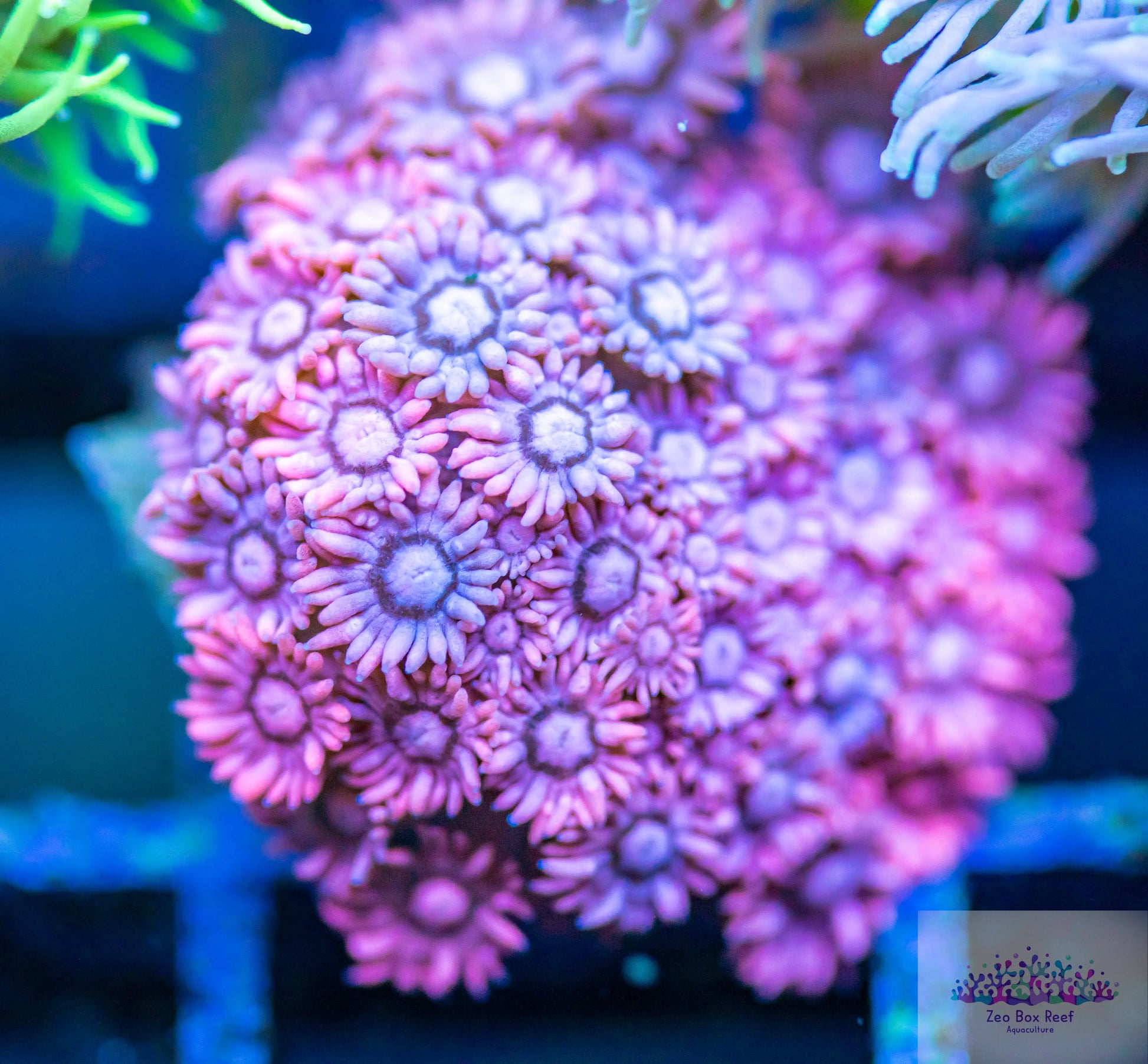 Goniopora Coral - LPS - Frag- Pink Goni Goniopora Coral - LPS - Frag- Pink Goni  Goniopora Coral - LPS - Frag- Pink Goni Zeo Box Reef