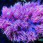 Goniopora Coral - LPS - Frag- Ultra Goni WYSIWYG Goniopora Coral - LPS - Frag- Ultra Goni WYSIWYG Animals & Pet Supplies Goniopora Coral - LPS - Frag- Ultra Goni WYSIWYG Zeo Box Reef