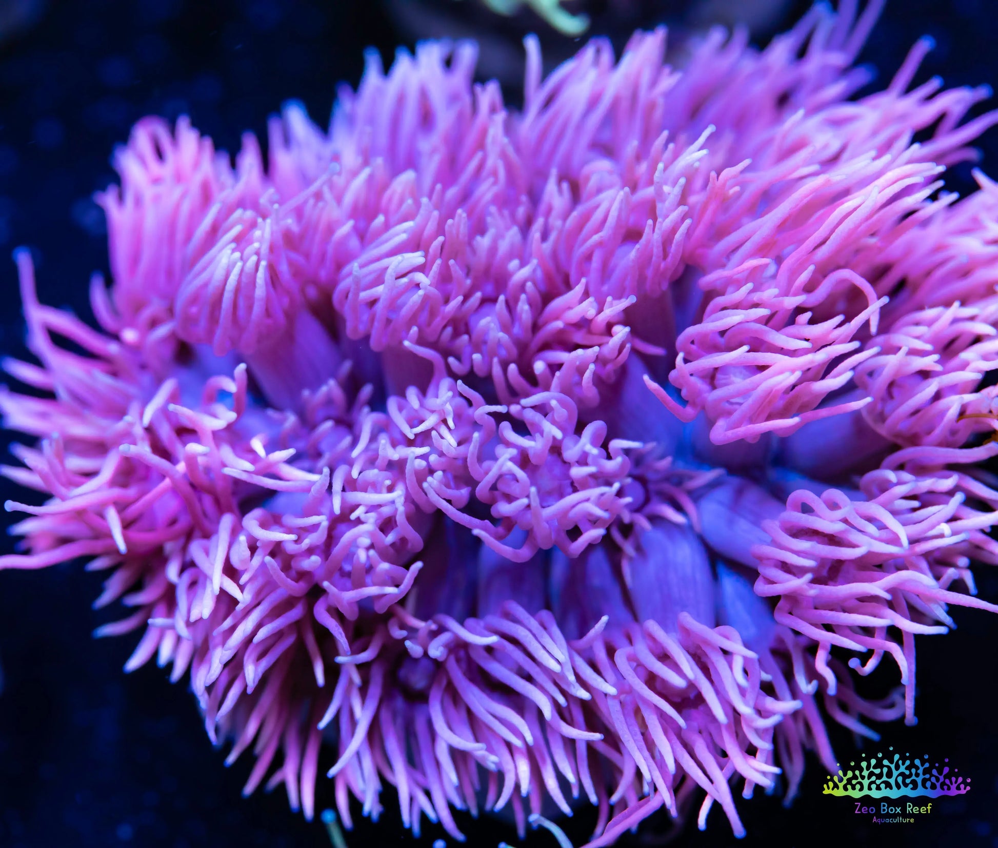 Goniopora Coral - LPS - Frag- Ultra Goni WYSIWYG Goniopora Coral - LPS - Frag- Ultra Goni WYSIWYG Animals & Pet Supplies Goniopora Coral - LPS - Frag- Ultra Goni WYSIWYG Zeo Box Reef