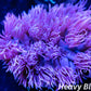 Goniopora Coral - LPS - Frag- Ultra Goni WYSIWYG Goniopora Coral - LPS - Frag- Ultra Goni WYSIWYG Animals & Pet Supplies Goniopora Coral - LPS - Frag- Ultra Goni WYSIWYG Zeo Box Reef