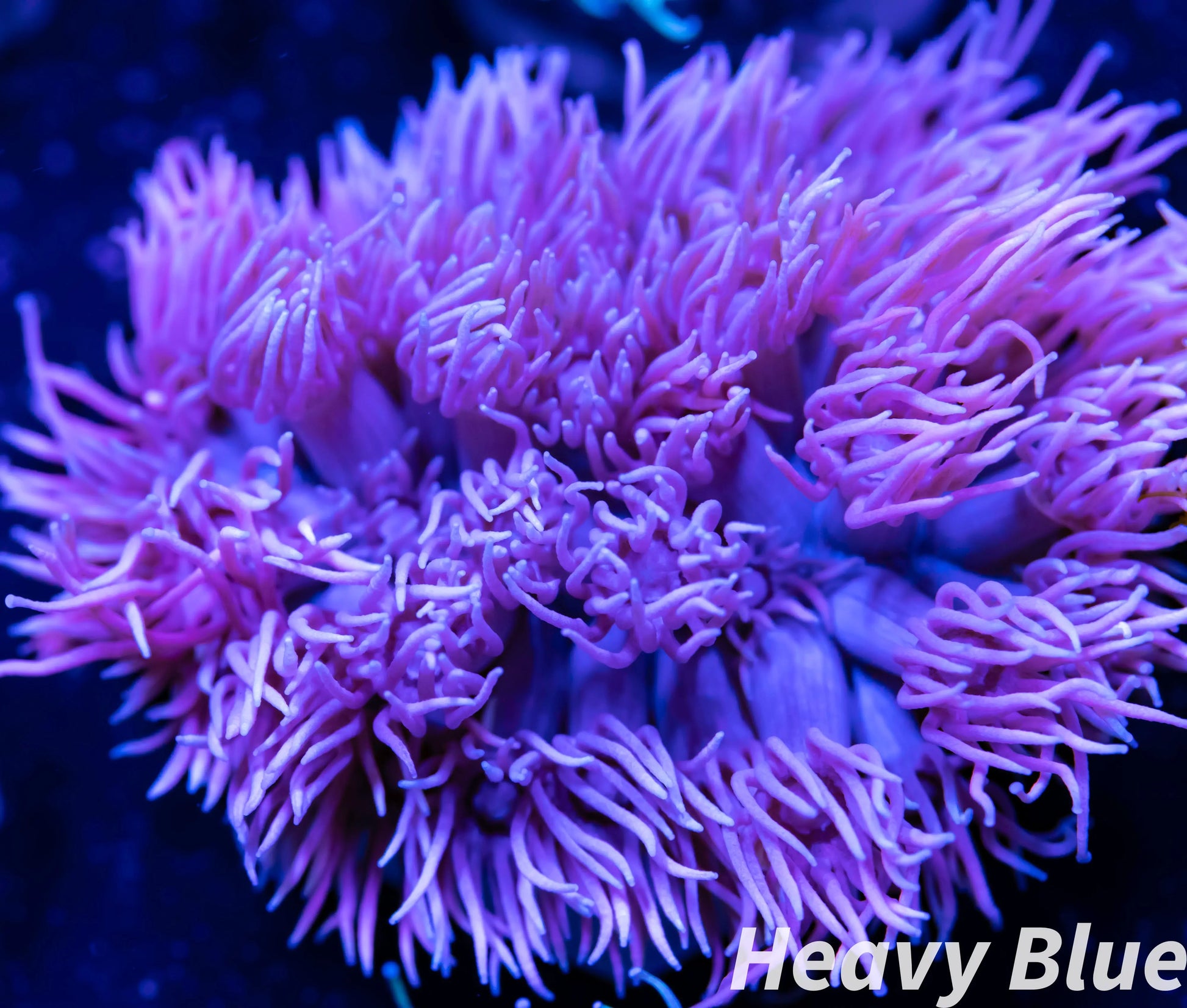 Goniopora Coral - LPS - Frag- Ultra Goni WYSIWYG Goniopora Coral - LPS - Frag- Ultra Goni WYSIWYG Animals & Pet Supplies Goniopora Coral - LPS - Frag- Ultra Goni WYSIWYG Zeo Box Reef