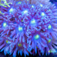 Goniopora Coral - LPS - Frag- Ultra Goni WYSIWYG Goniopora Coral - LPS - Frag- Ultra Goni WYSIWYG Animals & Pet Supplies Goniopora Coral - LPS - Frag- Ultra Goni WYSIWYG Zeo Box Reef