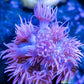 Goniopora Coral - LPS - Frag- Ultra Goni Goniopora Coral - LPS - Frag- Ultra Goni Animals & Pet Supplies Goniopora Coral - LPS - Frag- Ultra Goni Zeo Box Reef