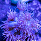 Goniopora Coral - LPS - Frag- Ultra Goni Goniopora Coral - LPS - Frag- Ultra Goni Animals & Pet Supplies Goniopora Coral - LPS - Frag- Ultra Goni Zeo Box Reef