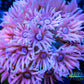 Goniopora Coral - LPS - Frag- Ultra Goni Goniopora Coral - LPS - Frag- Ultra Goni Animals & Pet Supplies Goniopora Coral - LPS - Frag- Ultra Goni Zeo Box Reef
