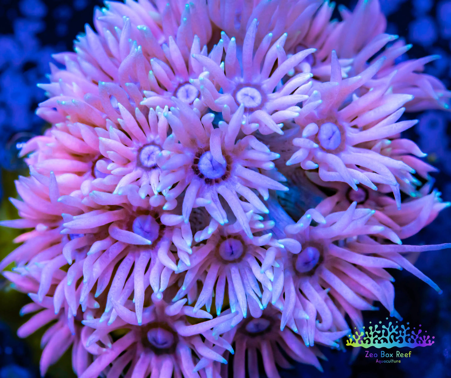 Goniopora Coral - LPS - Frag- Ultra Goni Goniopora Coral - LPS - Frag- Ultra Goni Animals & Pet Supplies Goniopora Coral - LPS - Frag- Ultra Goni Zeo Box Reef