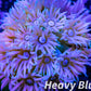 Goniopora Coral - LPS - Frag- Ultra Goni Goniopora Coral - LPS - Frag- Ultra Goni Animals & Pet Supplies Goniopora Coral - LPS - Frag- Ultra Goni Zeo Box Reef
