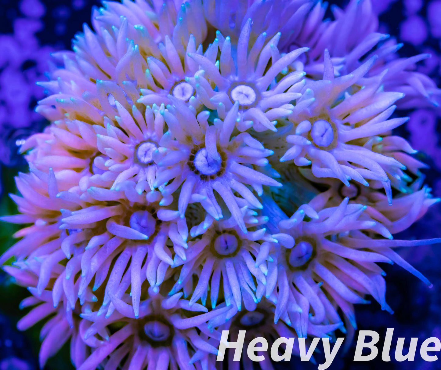 Goniopora Coral - LPS - Frag- Ultra Goni Goniopora Coral - LPS - Frag- Ultra Goni Animals & Pet Supplies Goniopora Coral - LPS - Frag- Ultra Goni Zeo Box Reef