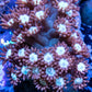 Goniopora Coral - LPS - Frag- WYSIWYG Goniopora Coral - LPS - Frag- WYSIWYG Animals & Pet Supplies Goniopora Coral - LPS - Frag- WYSIWYG Zeo Box Reef