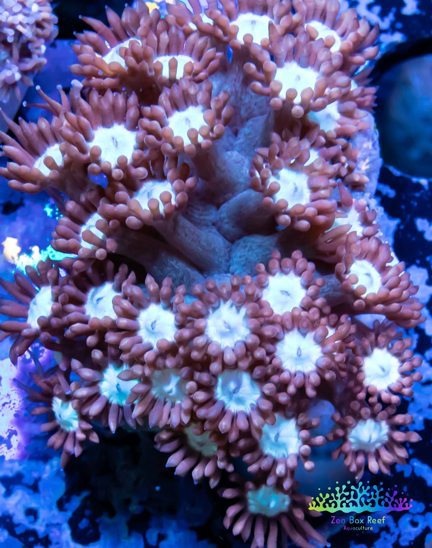 Goniopora Coral - LPS - Frag- WYSIWYG Goniopora Coral - LPS - Frag- WYSIWYG Animals & Pet Supplies Goniopora Coral - LPS - Frag- WYSIWYG Zeo Box Reef