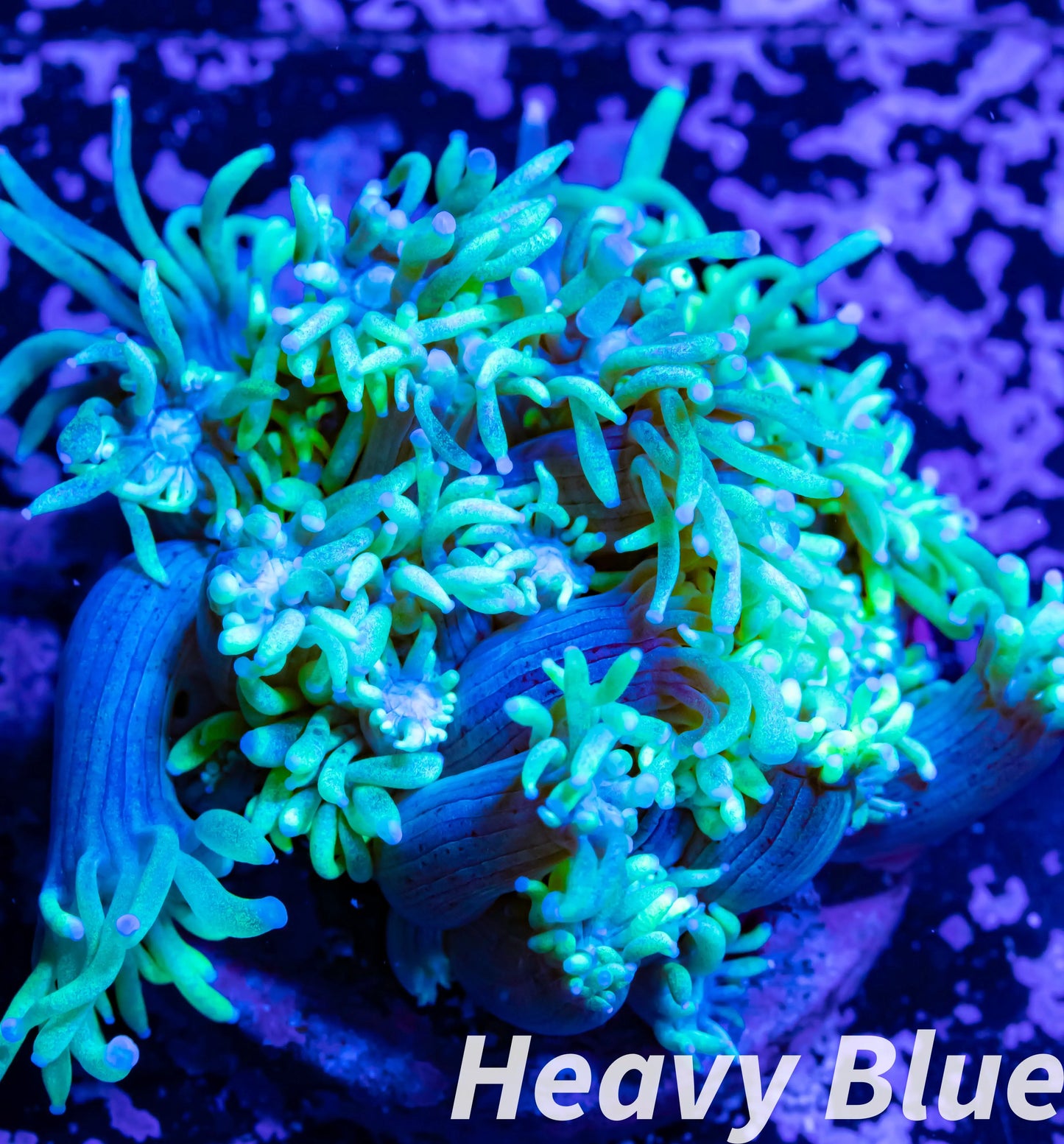 Goniopora Coral - LPS - Frag- WYSIWYG Goniopora Coral - LPS - Frag- WYSIWYG Animals & Pet Supplies Goniopora Coral - LPS - Frag- WYSIWYG Zeo Box Reef