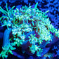 Goniopora Coral - LPS - Frag- WYSIWYG Goniopora Coral - LPS - Frag- WYSIWYG Animals & Pet Supplies Goniopora Coral - LPS - Frag- WYSIWYG Zeo Box Reef