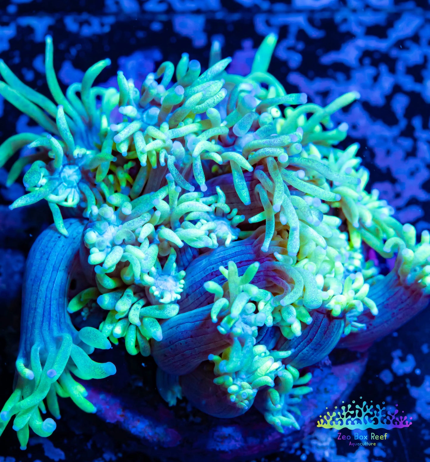 Goniopora Coral - LPS - Frag- WYSIWYG Goniopora Coral - LPS - Frag- WYSIWYG Animals & Pet Supplies Goniopora Coral - LPS - Frag- WYSIWYG Zeo Box Reef