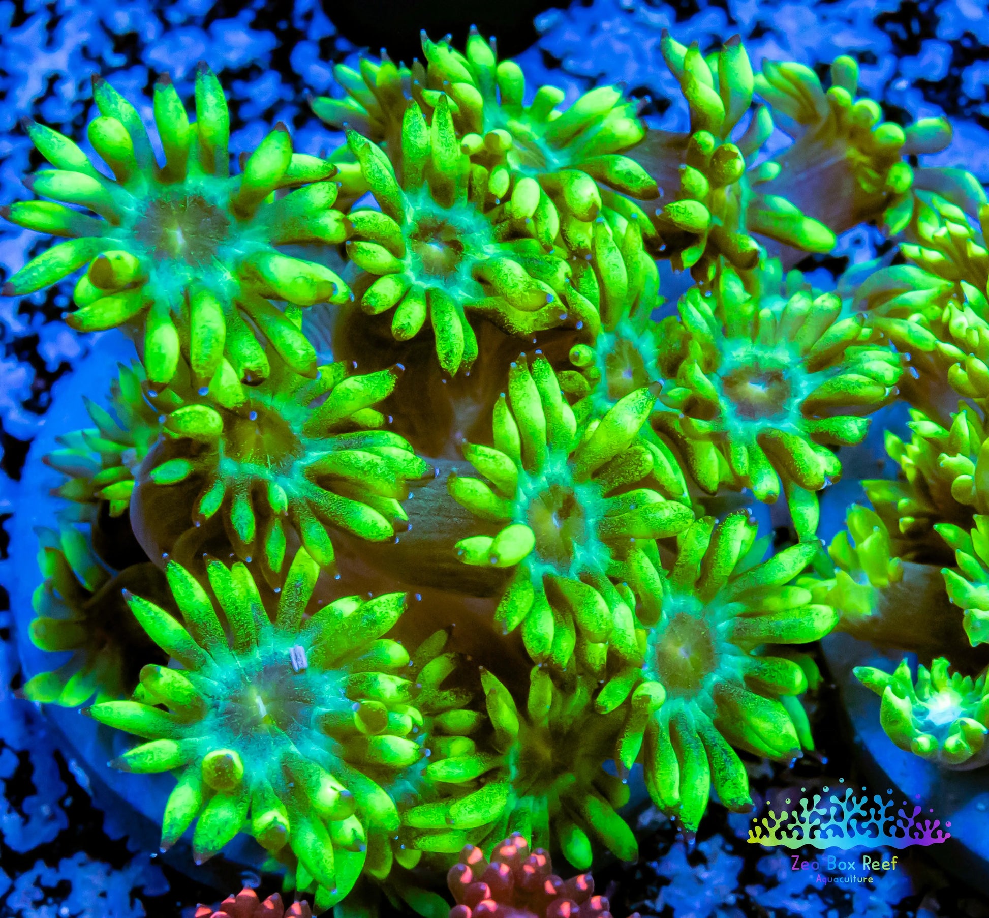 Goniopora Coral - LPS - Frag- WYSIWYG Goniopora Coral - LPS - Frag- WYSIWYG Animals & Pet Supplies Goniopora Coral - LPS - Frag- WYSIWYG Zeo Box Reef