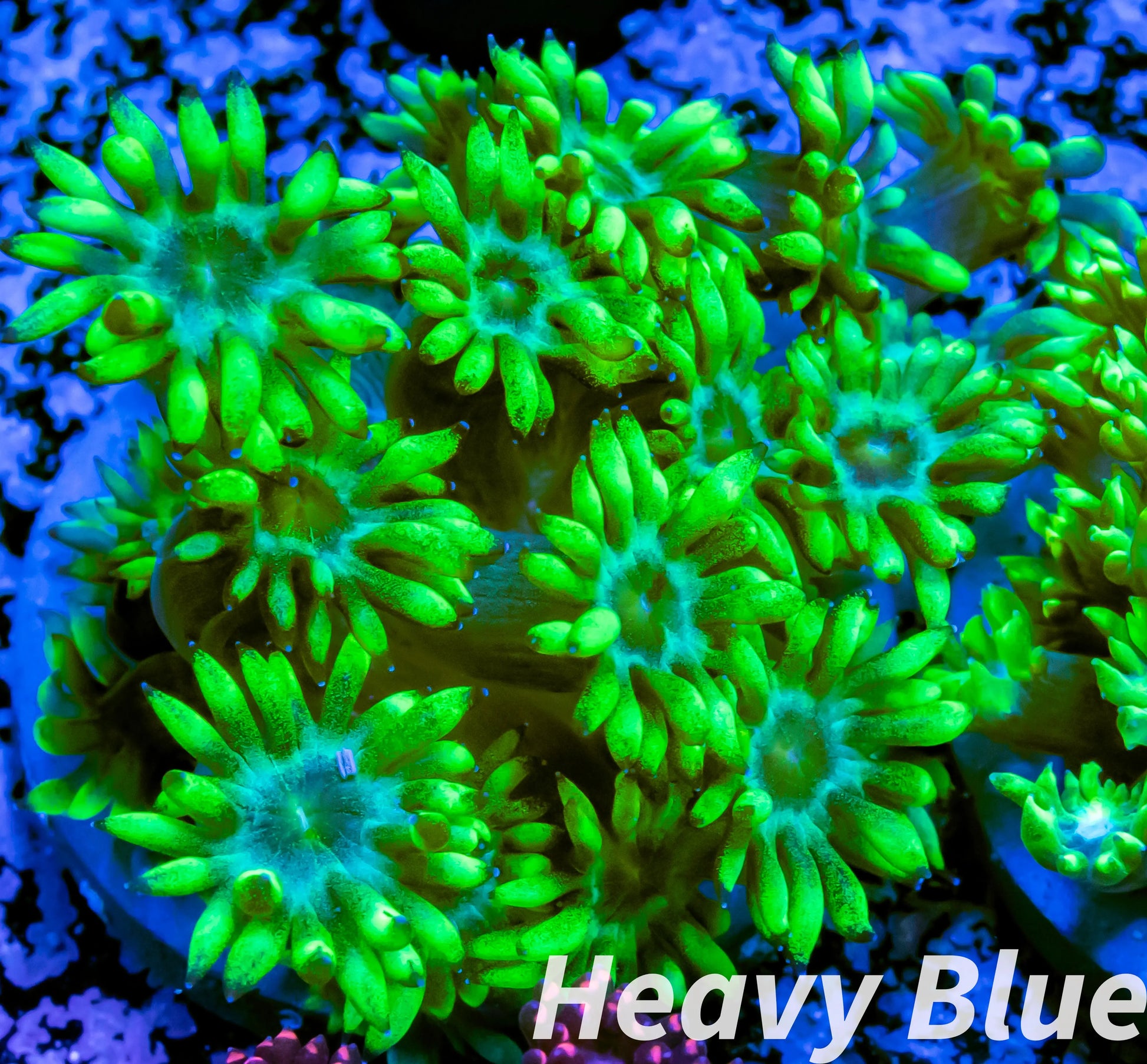 Goniopora Coral - LPS - Frag- WYSIWYG Goniopora Coral - LPS - Frag- WYSIWYG Animals & Pet Supplies Goniopora Coral - LPS - Frag- WYSIWYG Zeo Box Reef