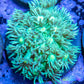 Goniopora Coral - LPS - Frag- WYSIWYG Goniopora Coral - LPS - Frag- WYSIWYG Animals & Pet Supplies Goniopora Coral - LPS - Frag- WYSIWYG Zeo Box Reef