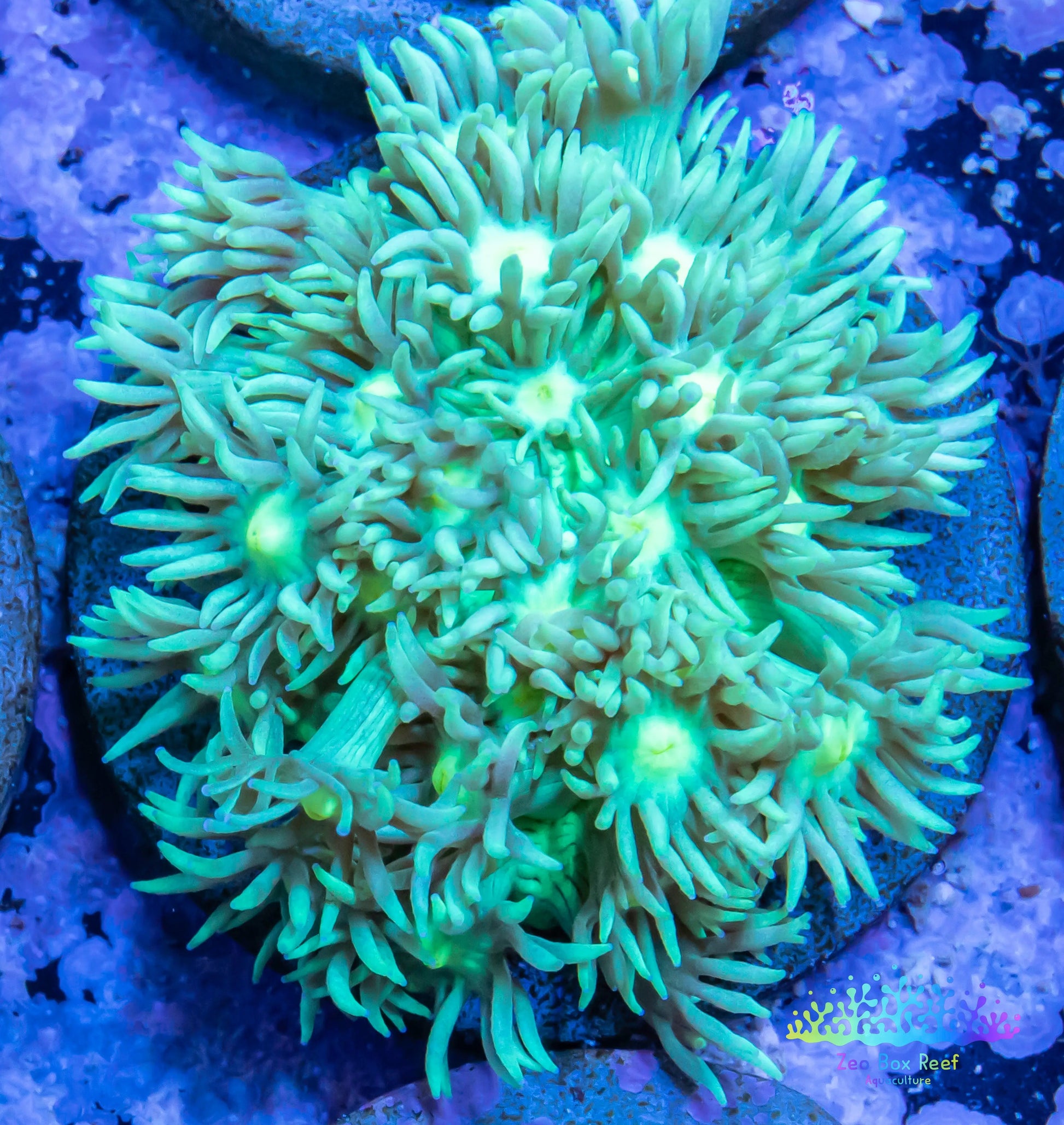 Goniopora Coral - LPS - Frag- WYSIWYG Goniopora Coral - LPS - Frag- WYSIWYG Animals & Pet Supplies Goniopora Coral - LPS - Frag- WYSIWYG Zeo Box Reef