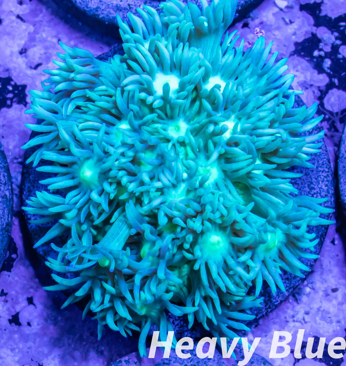 Goniopora Coral - LPS - Frag- WYSIWYG Goniopora Coral - LPS - Frag- WYSIWYG Animals & Pet Supplies Goniopora Coral - LPS - Frag- WYSIWYG Zeo Box Reef
