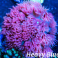 Goniopora Coral - LPS - Pink Goni Frag Goniopora Coral - LPS - Pink Goni Frag  Goniopora Coral - LPS - Pink Goni Frag Zeo Box Reef