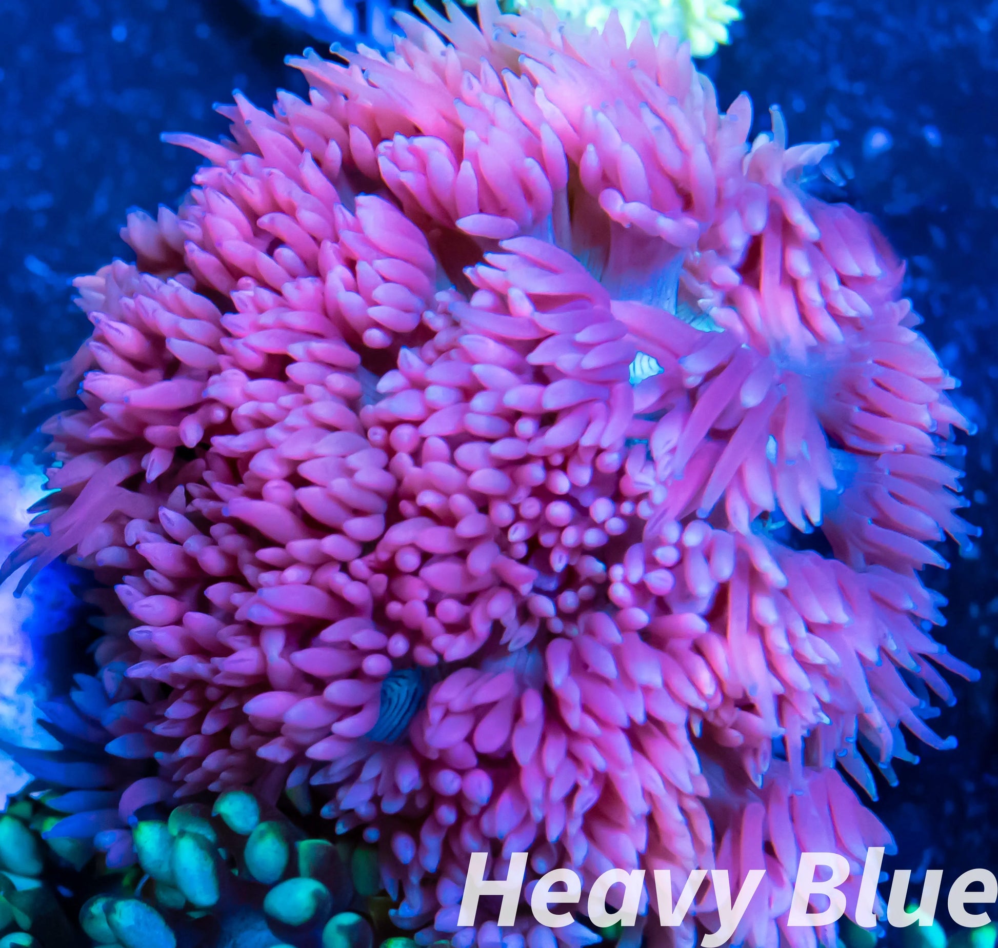 Goniopora Coral - LPS - Pink Goni Frag Goniopora Coral - LPS - Pink Goni Frag  Goniopora Coral - LPS - Pink Goni Frag Zeo Box Reef