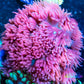 Goniopora Coral - LPS - Pink Goni Frag Goniopora Coral - LPS - Pink Goni Frag  Goniopora Coral - LPS - Pink Goni Frag Zeo Box Reef