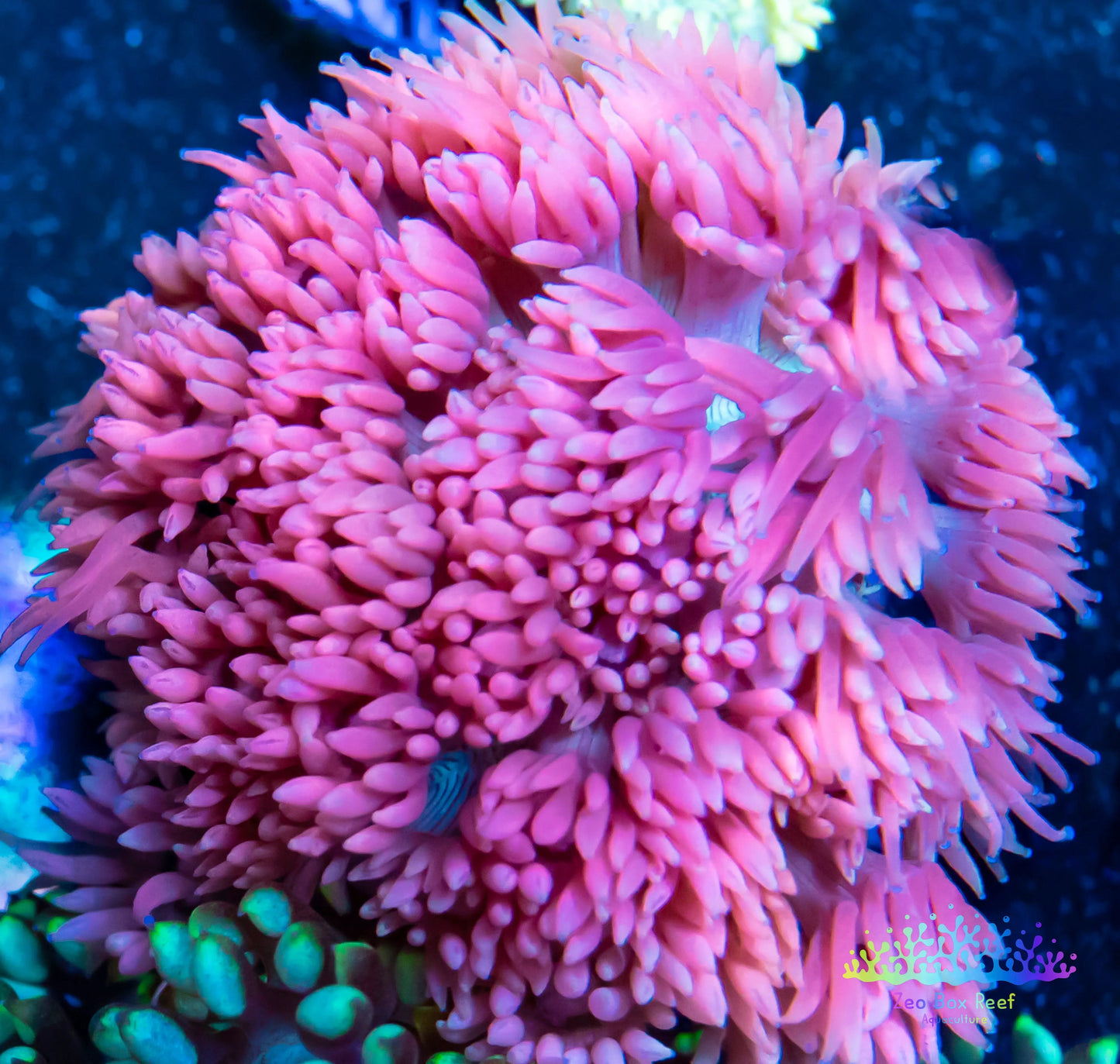 Goniopora Coral - LPS - Pink Goni Frag Goniopora Coral - LPS - Pink Goni Frag  Goniopora Coral - LPS - Pink Goni Frag Zeo Box Reef