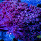 Goniopora Coral - LPS - Stars & Mars Colony WYSIWYG 10cm Goniopora Coral - LPS - Stars & Mars Colony WYSIWYG 10cm Animals & Pet Supplies Goniopora Coral - LPS - Stars & Mars Colony WYSIWYG 10cm Zeo Box Reef