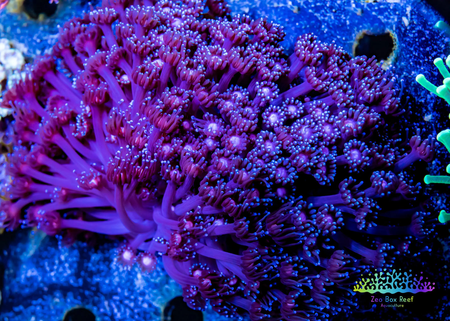 Goniopora Coral - LPS - Stars & Mars Colony WYSIWYG 10cm Goniopora Coral - LPS - Stars & Mars Colony WYSIWYG 10cm Animals & Pet Supplies Goniopora Coral - LPS - Stars & Mars Colony WYSIWYG 10cm Zeo Box Reef