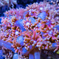 Goniopora Coral - LPS - Ultra Goni Frag- WYSIWYG Goniopora Coral - LPS - Ultra Goni Frag- WYSIWYG Animals & Pet Supplies Goniopora Coral - LPS - Ultra Goni Frag- WYSIWYG Zeo Box Reef