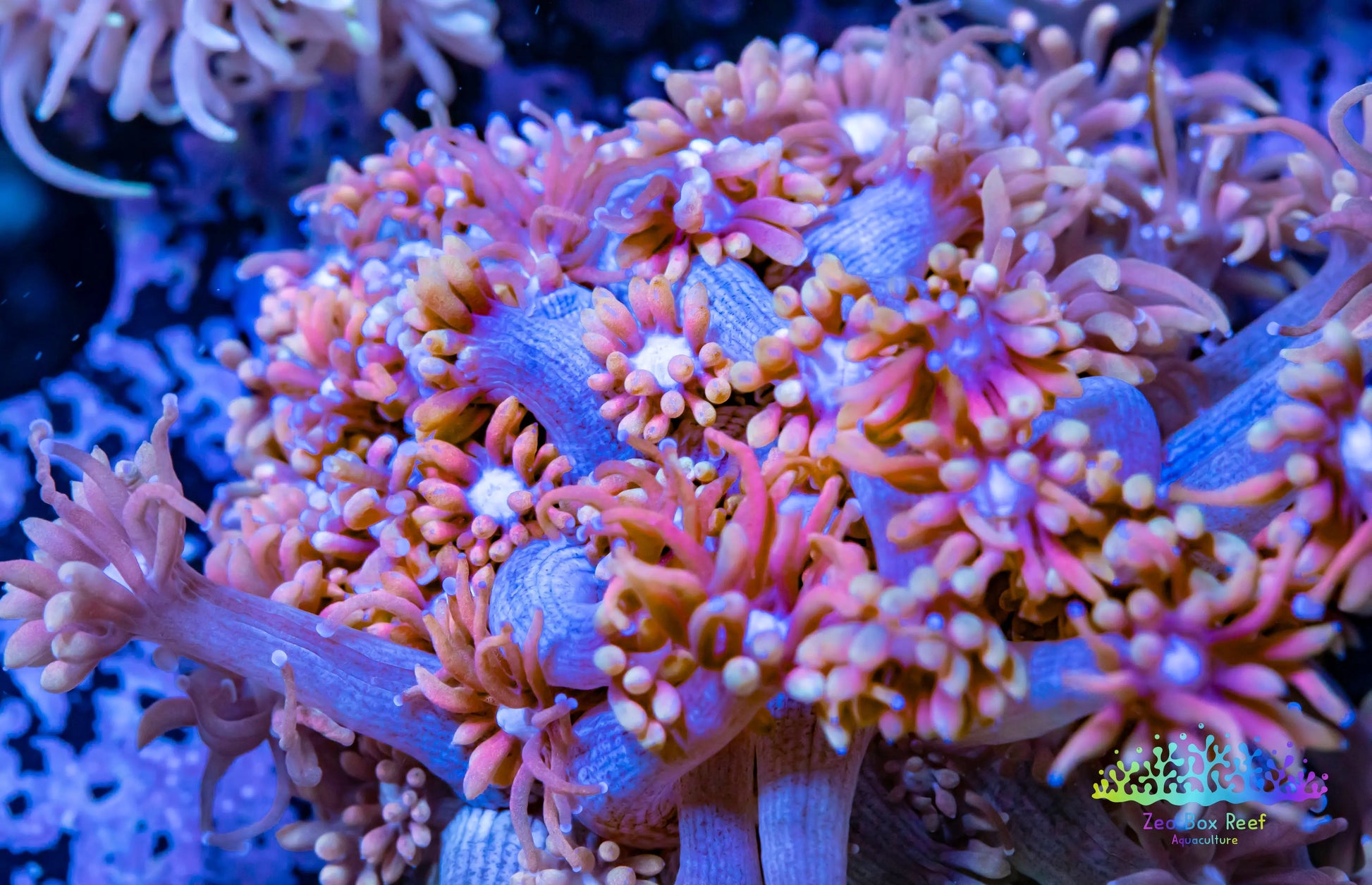 Goniopora Coral - LPS - Ultra Goni Frag- WYSIWYG Goniopora Coral - LPS - Ultra Goni Frag- WYSIWYG Animals & Pet Supplies Goniopora Coral - LPS - Ultra Goni Frag- WYSIWYG Zeo Box Reef