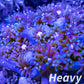 Goniopora Coral - LPS - Ultra Goni Frag- WYSIWYG Goniopora Coral - LPS - Ultra Goni Frag- WYSIWYG Animals & Pet Supplies Goniopora Coral - LPS - Ultra Goni Frag- WYSIWYG Zeo Box Reef