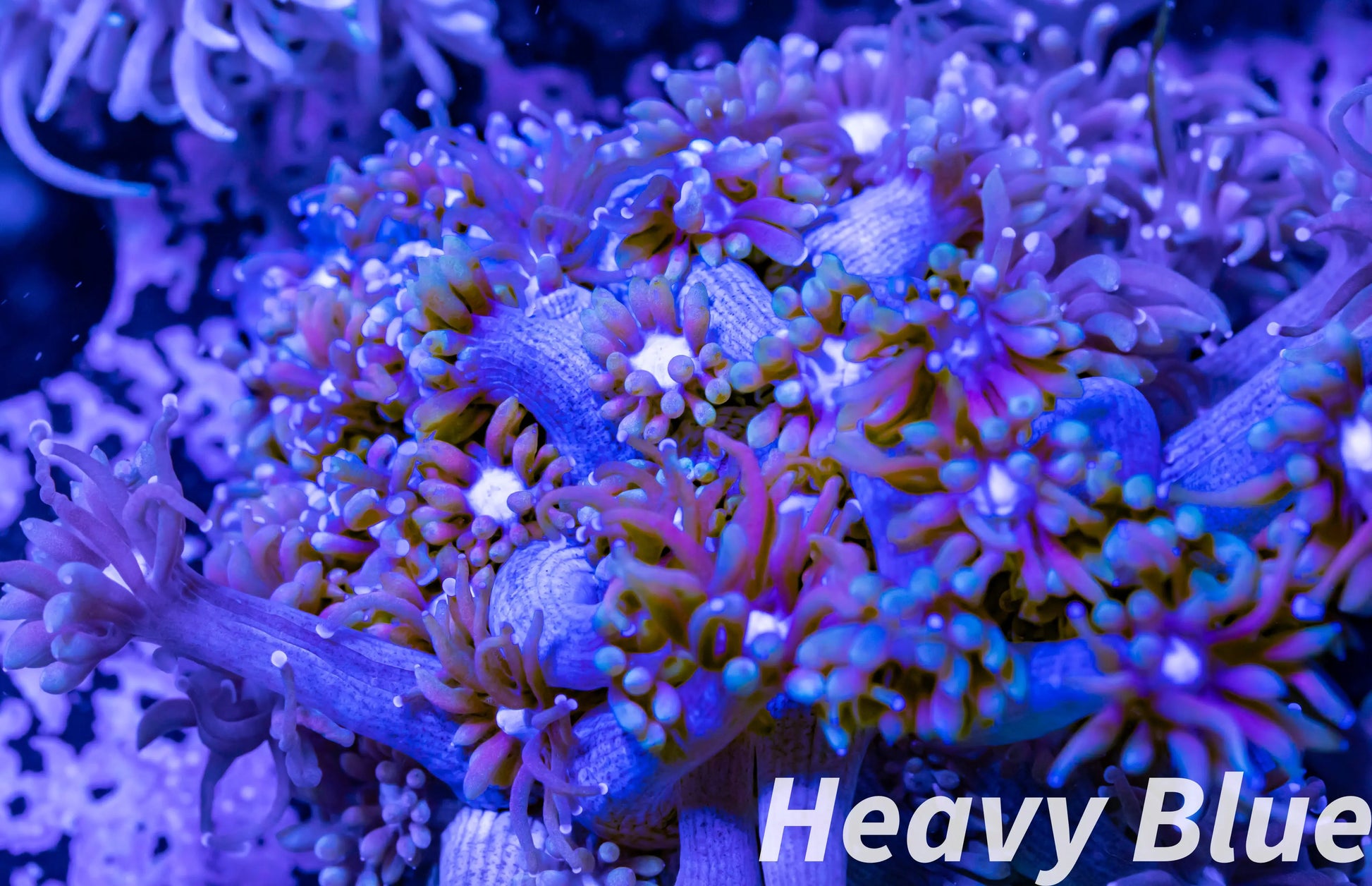 Goniopora Coral - LPS - Ultra Goni Frag- WYSIWYG Goniopora Coral - LPS - Ultra Goni Frag- WYSIWYG Animals & Pet Supplies Goniopora Coral - LPS - Ultra Goni Frag- WYSIWYG Zeo Box Reef