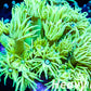 Goniopora Coral - LPS - Yellow Goni mini colony 5cm WYSIWYG Goniopora Coral - LPS - Yellow Goni mini colony 5cm WYSIWYG  Goniopora Coral - LPS - Yellow Goni mini colony 5cm WYSIWYG Zeo Box Reef