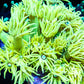 Goniopora Coral - LPS - Yellow Goni mini colony 5cm WYSIWYG Goniopora Coral - LPS - Yellow Goni mini colony 5cm WYSIWYG  Goniopora Coral - LPS - Yellow Goni mini colony 5cm WYSIWYG Zeo Box Reef