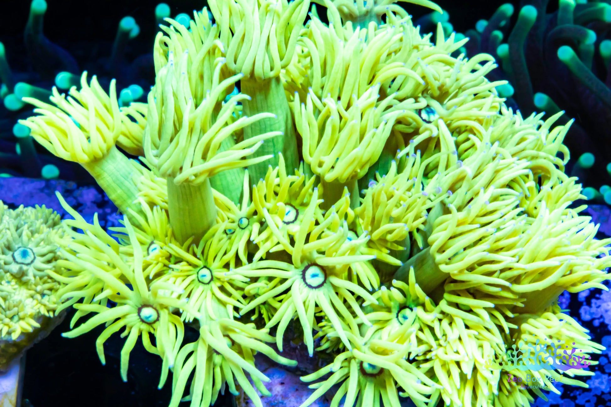 Goniopora Coral - LPS - Yellow Goni mini colony 5cm WYSIWYG Goniopora Coral - LPS - Yellow Goni mini colony 5cm WYSIWYG  Goniopora Coral - LPS - Yellow Goni mini colony 5cm WYSIWYG Zeo Box Reef