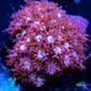 Goniopora Coral - LPS -2x2cm Goni Frag WYSYWYG Goniopora Coral - LPS -2x2cm Goni Frag WYSYWYG Apparel & Accessories Goniopora Coral - LPS -2x2cm Goni Frag WYSYWYG Zeo Box Reef