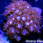 Goniopora Coral - LPS -2x2cm Goni Frag WYSYWYG Goniopora Coral - LPS -2x2cm Goni Frag WYSYWYG Apparel & Accessories Goniopora Coral - LPS -2x2cm Goni Frag WYSYWYG Zeo Box Reef