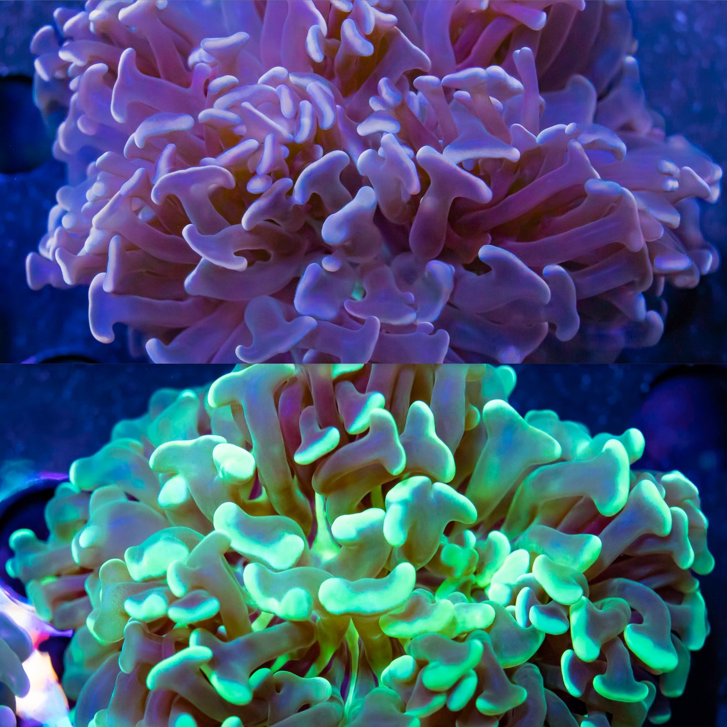 Hammer Coral- LPS- Hammer Coral Pack WYSIWYG Hammer Coral- LPS- Hammer Coral Pack WYSIWYG LPS Hammer Coral- LPS- Hammer Coral Pack WYSIWYG Zeo Box Reef