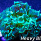 Hammer Coral- LPS- Hammer Coral Pack WYSIWYG Hammer Coral- LPS- Hammer Coral Pack WYSIWYG LPS Hammer Coral- LPS- Hammer Coral Pack WYSIWYG Zeo Box Reef