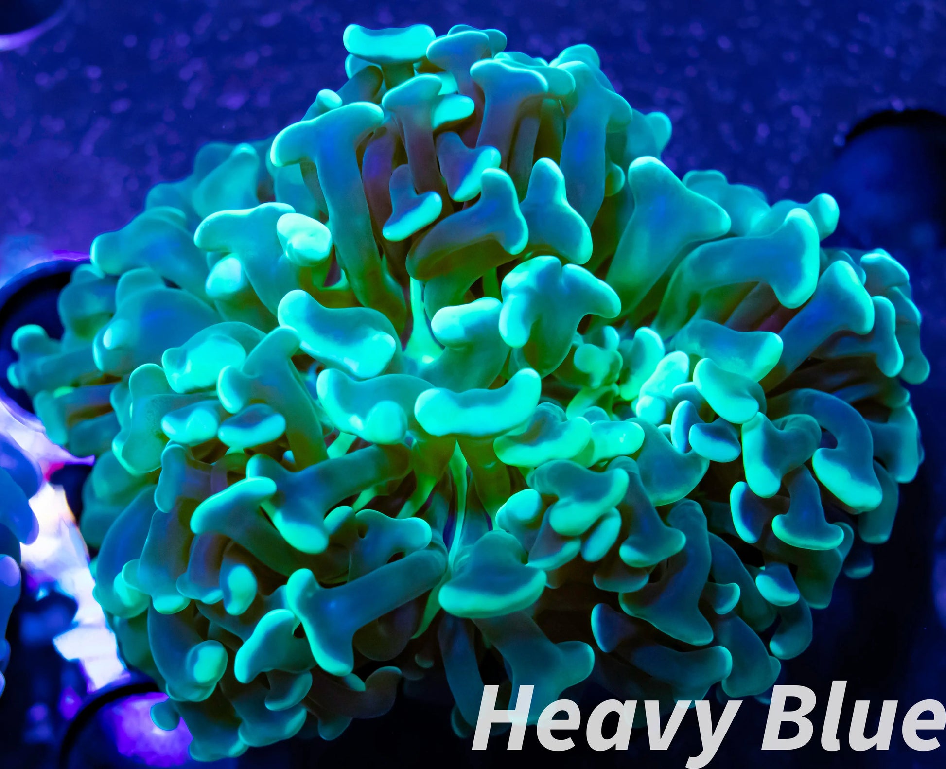 Hammer Coral- LPS- Hammer Coral Pack WYSIWYG Hammer Coral- LPS- Hammer Coral Pack WYSIWYG LPS Hammer Coral- LPS- Hammer Coral Pack WYSIWYG Zeo Box Reef