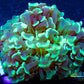 Hammer Coral- LPS- Hammer Coral Pack WYSIWYG Hammer Coral- LPS- Hammer Coral Pack WYSIWYG LPS Hammer Coral- LPS- Hammer Coral Pack WYSIWYG Zeo Box Reef