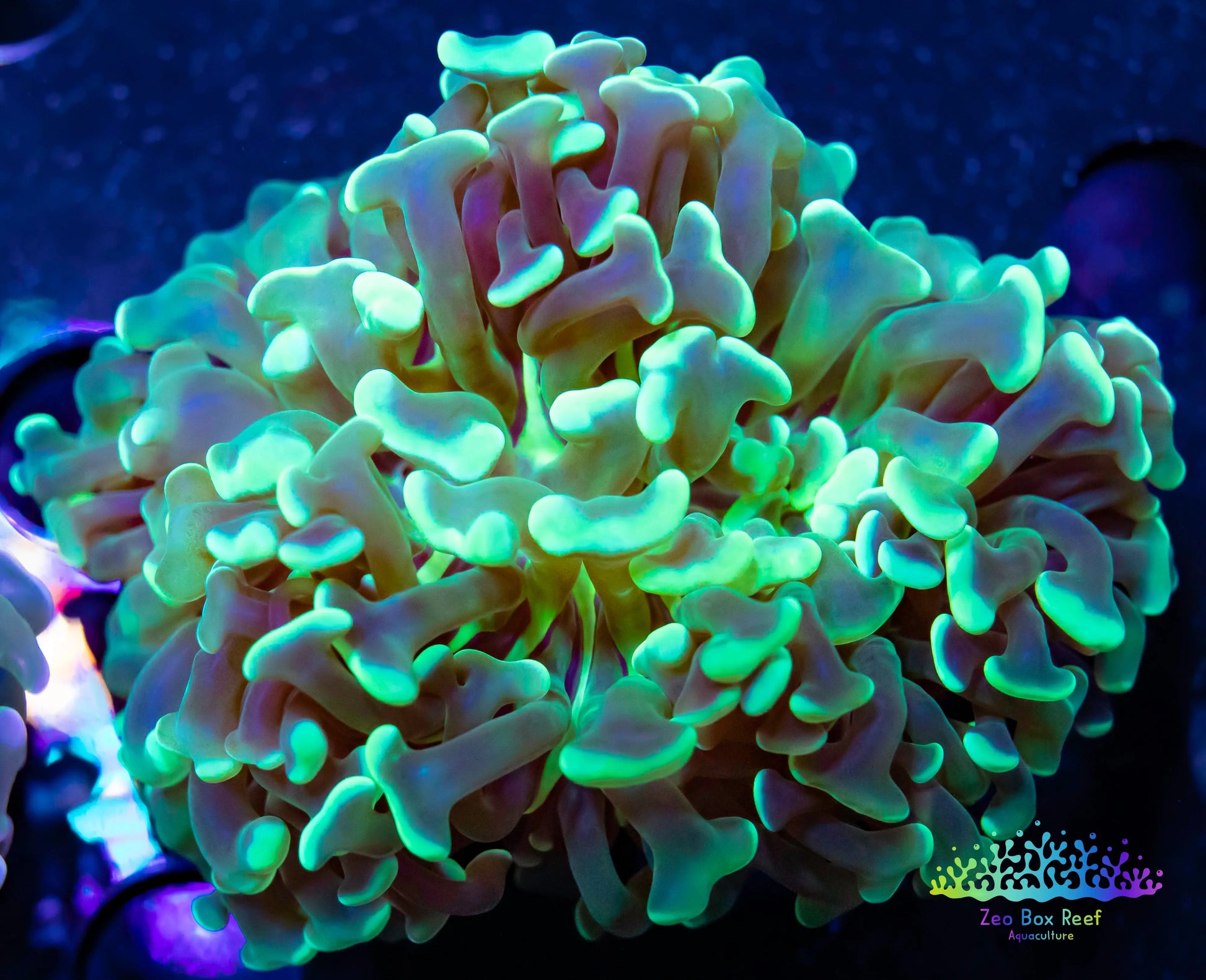 Hammer Coral- LPS- Hammer Coral Pack WYSIWYG Hammer Coral- LPS- Hammer Coral Pack WYSIWYG LPS Hammer Coral- LPS- Hammer Coral Pack WYSIWYG Zeo Box Reef