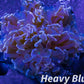 Hammer Coral- LPS- Hammer Coral Pack WYSIWYG Hammer Coral- LPS- Hammer Coral Pack WYSIWYG LPS Hammer Coral- LPS- Hammer Coral Pack WYSIWYG Zeo Box Reef