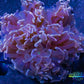 Hammer Coral- LPS- Hammer Coral Pack WYSIWYG Hammer Coral- LPS- Hammer Coral Pack WYSIWYG LPS Hammer Coral- LPS- Hammer Coral Pack WYSIWYG Zeo Box Reef